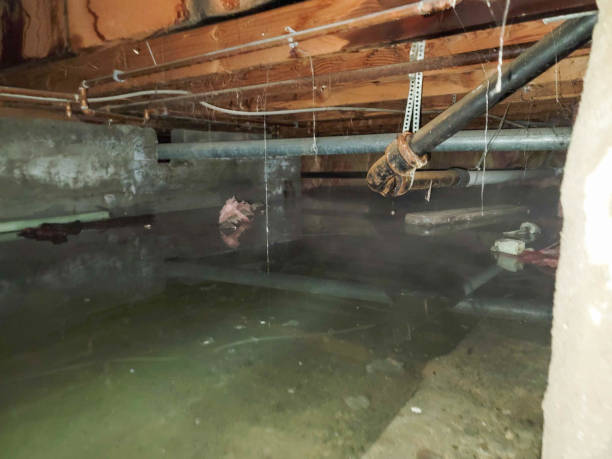 Best Water damage mitigation services  in Wells, MN