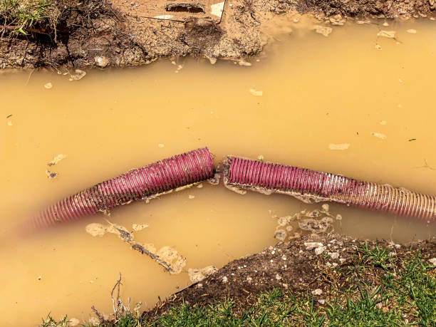Best Flood restoration services  in Wells, MN